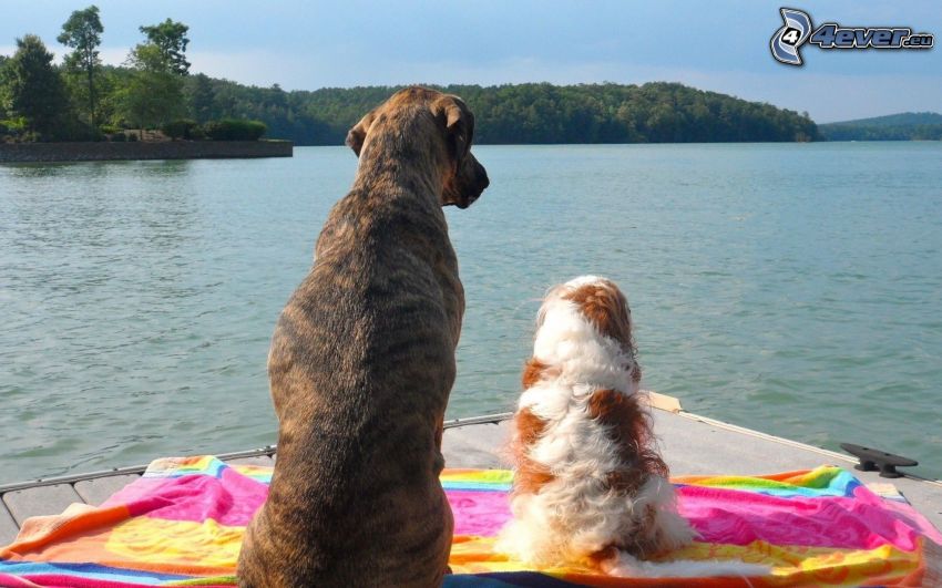 two dogs, lake