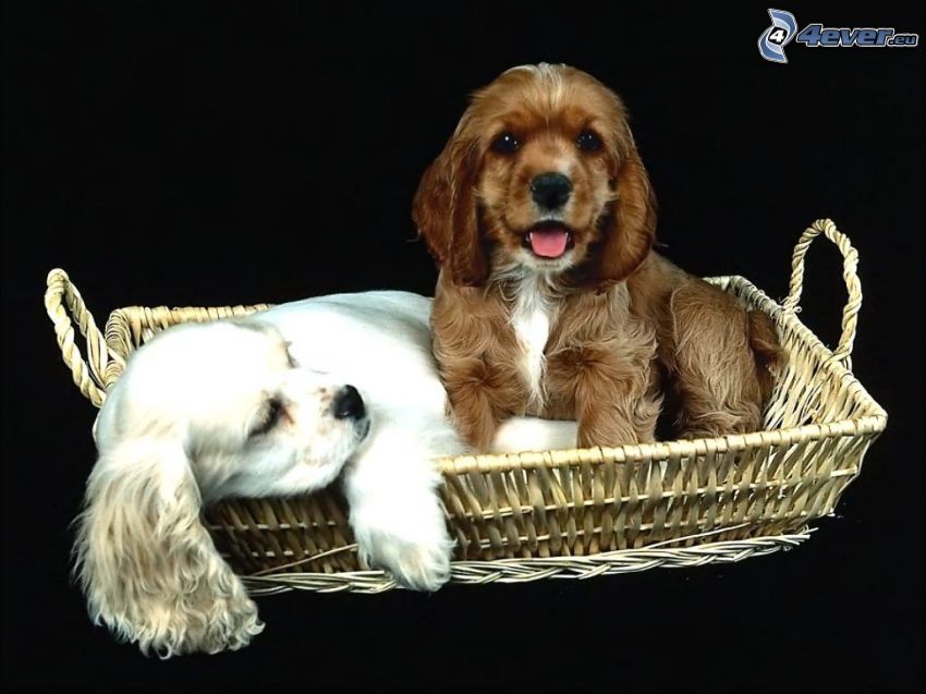 two puppies, basket