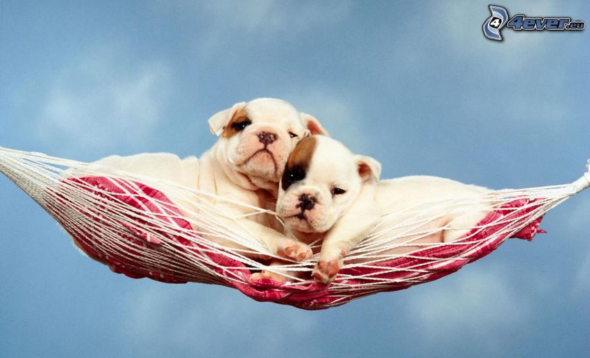 two puppies, hammock