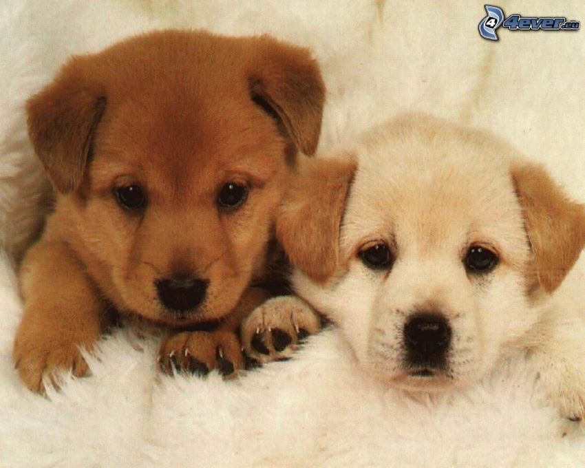 two puppies
