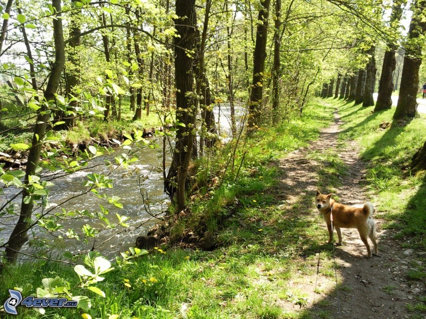 walkway along brook, dog, tree line
