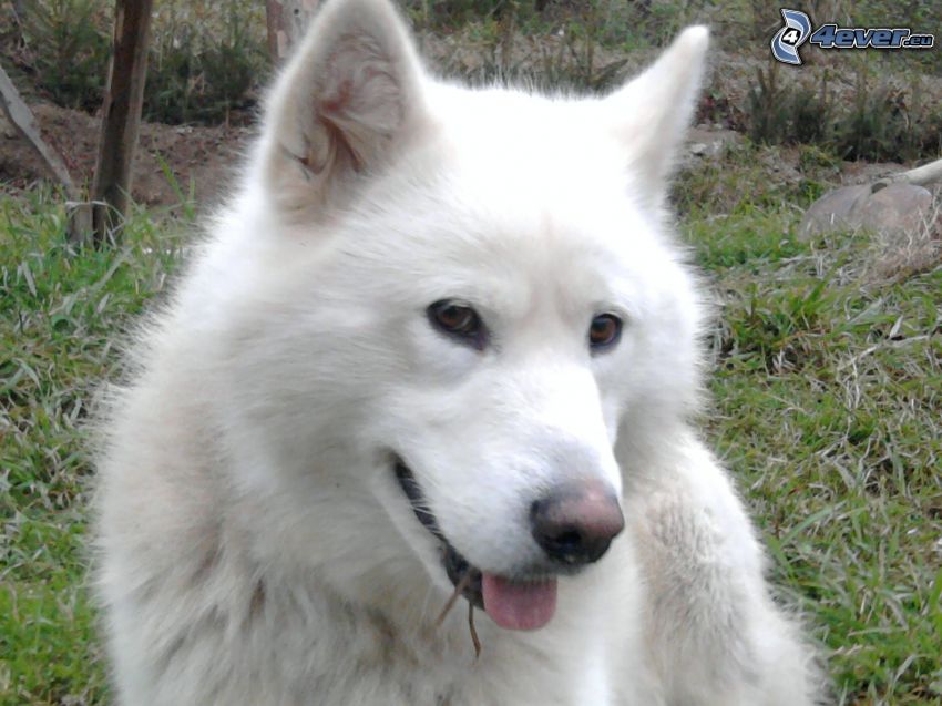white dog, alsatian