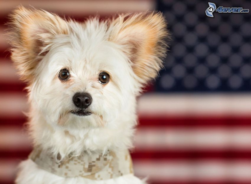 white dog, american flag