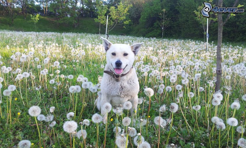 white dog, flowering dandelions
