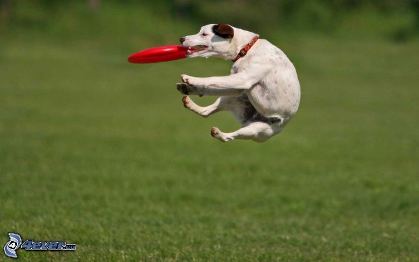 white dog, flying saucer, jump