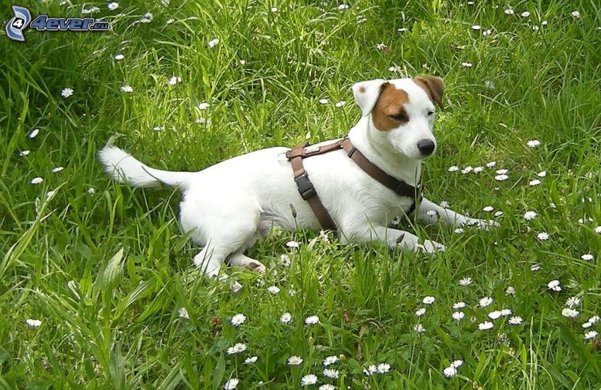 white dog, grass, daisies