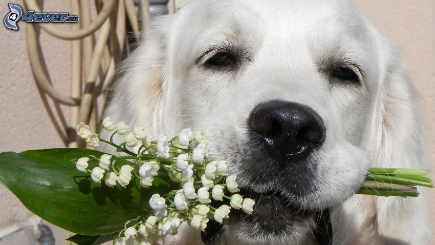 white dog, lily of the valley