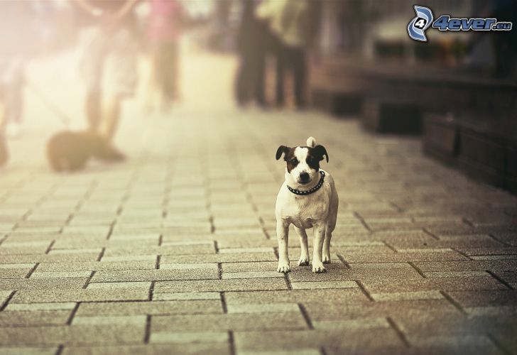 white dog, pavement