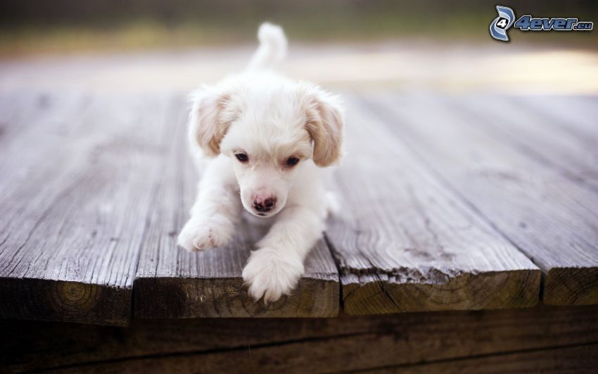 white puppy, boards