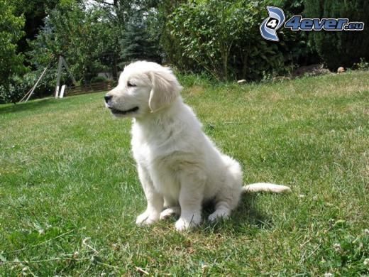 white puppy, puppy on grass