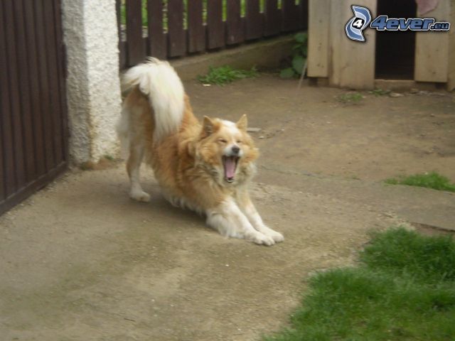 yawn, dog, yard