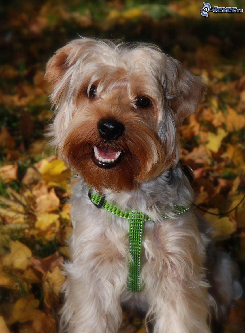 Yorkshire Terrier, collar, yellow leaves
