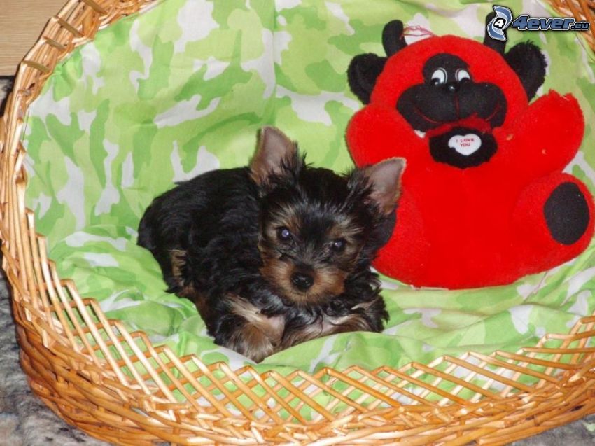 Yorkshire Terrier, dog in basket, cuddly toy