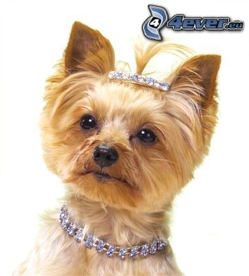 Yorkshire Terrier, haired dog, necklace