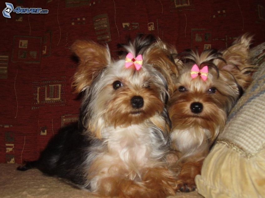 Yorkshire Terrier, haired dog, two dogs