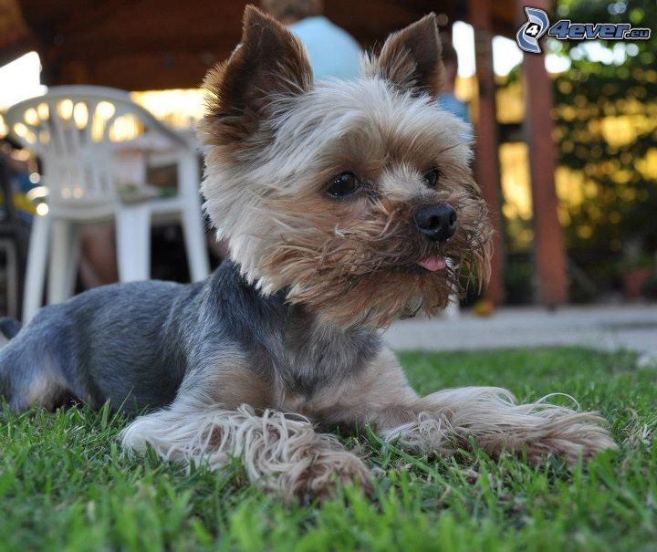 Yorkshire Terrier, lawn