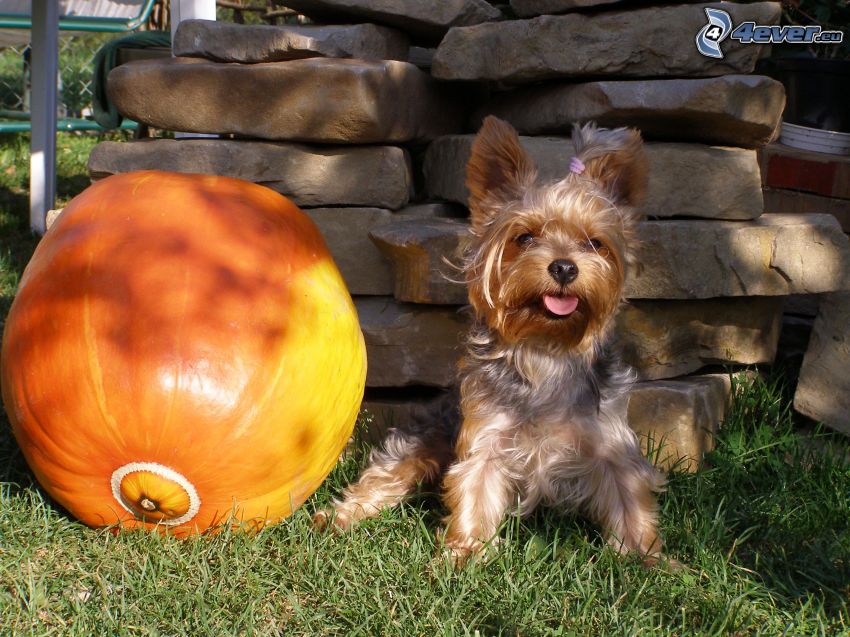 Yorkshire Terrier, pumpkin