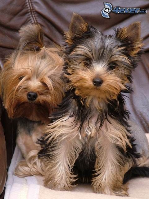 Yorkshire Terrier, puppies