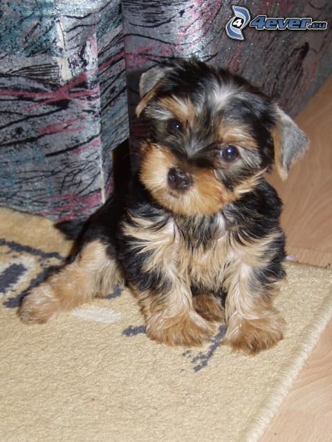 Yorkshire Terrier, small black puppy, carpet