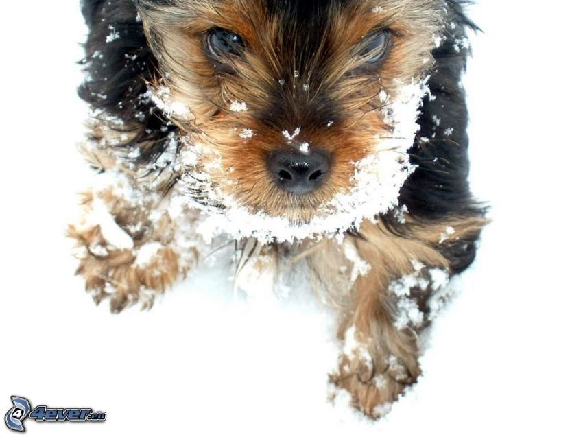 Yorkshire Terrier, snow, whiskers