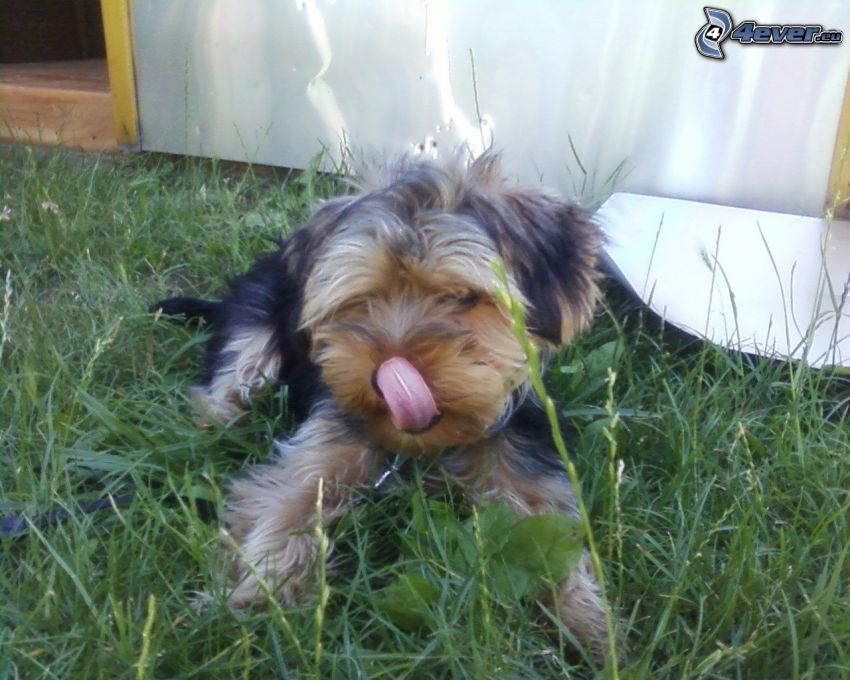 Yorkshire Terrier, tongue