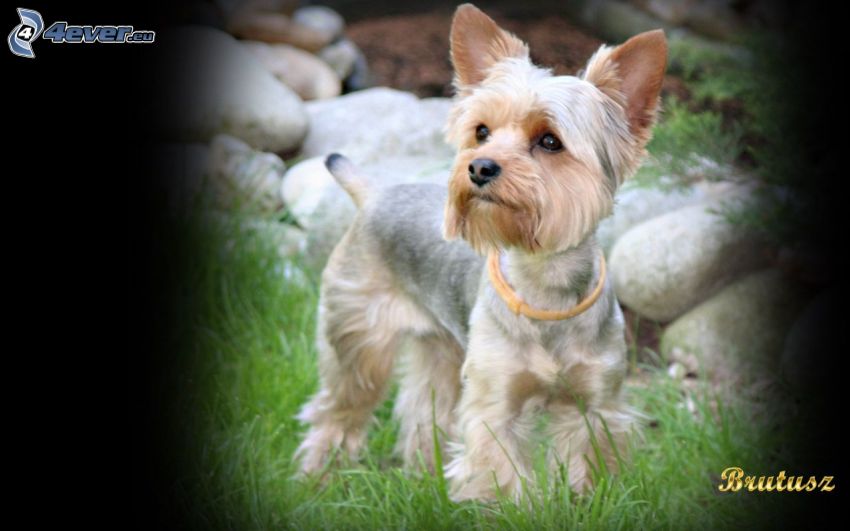 Yorkshire Terrier