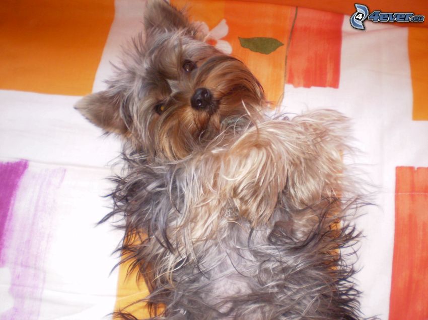 Yorkshire Terrier on couch