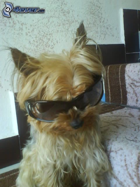 Yorkshire Terrier with glasses