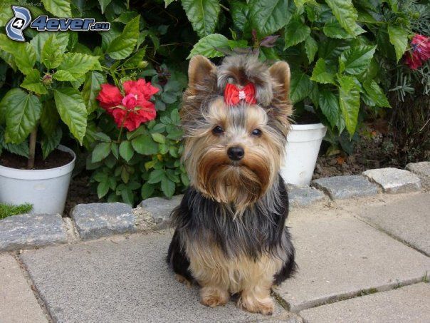 Yorkshire Terrier with ribbon, flower bed