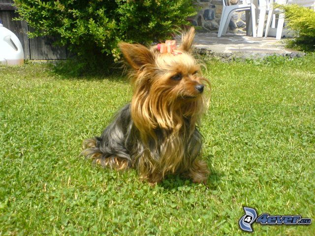 Yorkshire Terrier with ribbon, lawn