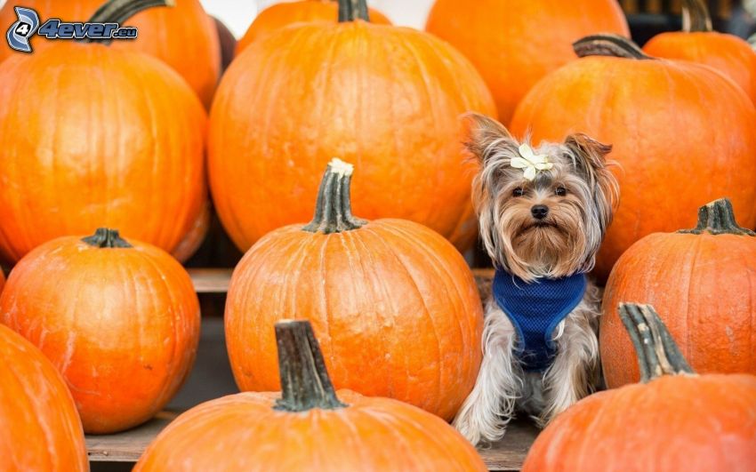 Yorkshire Terrier with ribbon, pumpkins