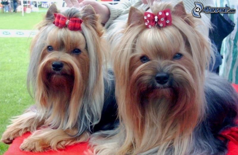 Yorkshire Terrier with ribbon