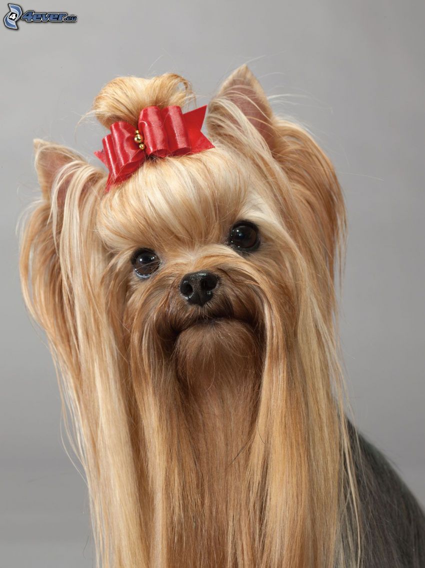 Yorkshire Terrier with ribbon