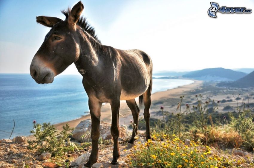 donkey, beach, open sea