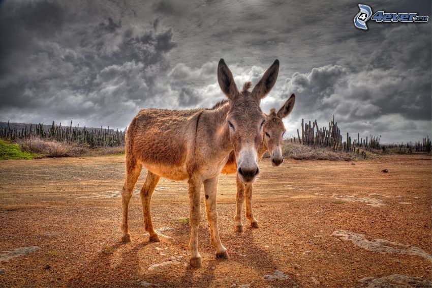 donkey, clouds, HDR