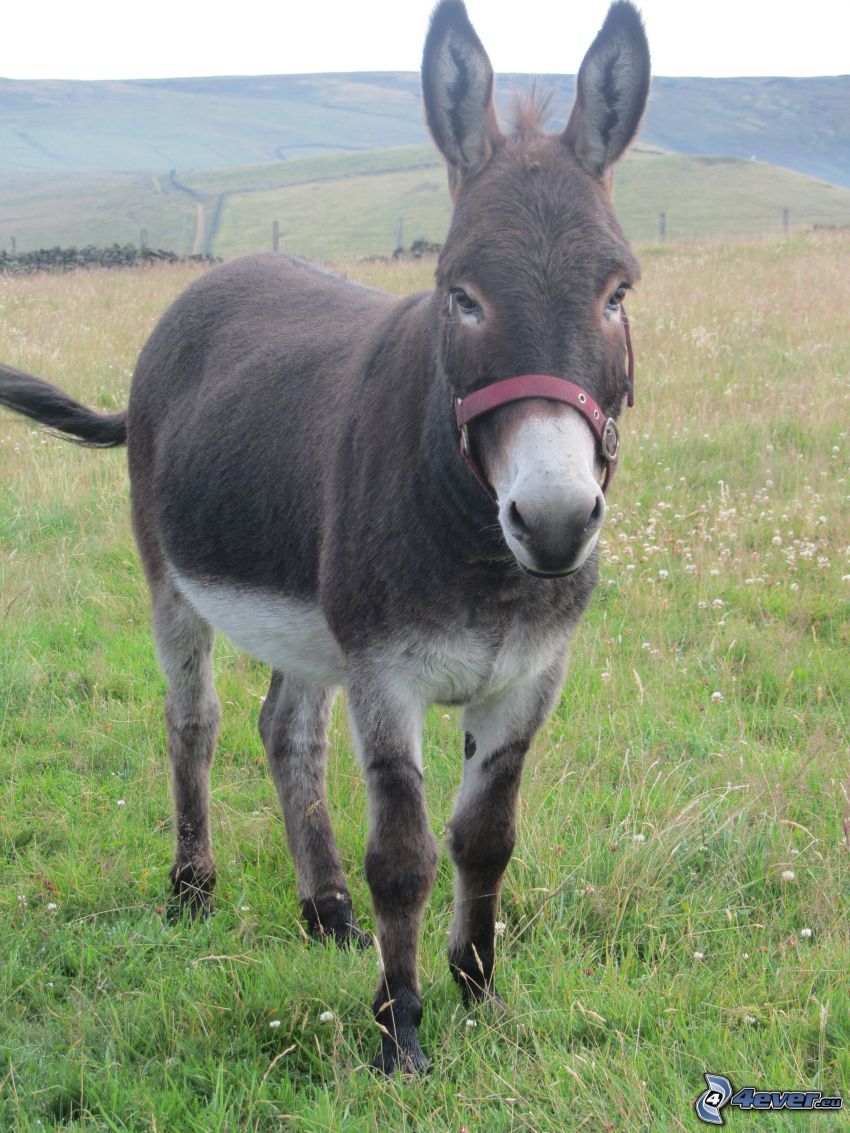 donkey, mountain