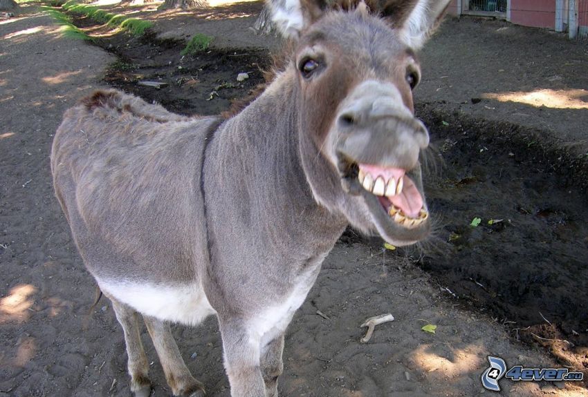 donkey, teeth