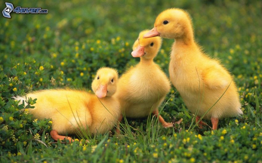 ducklings, grass