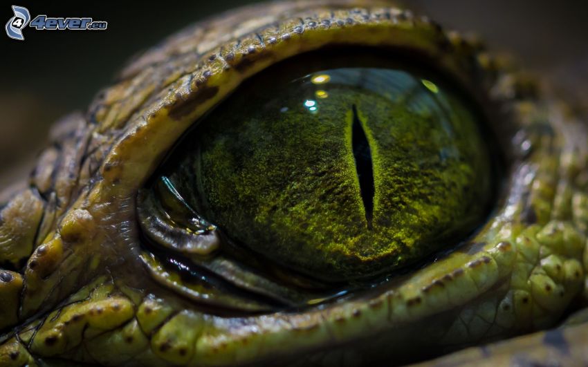 eye of the snake