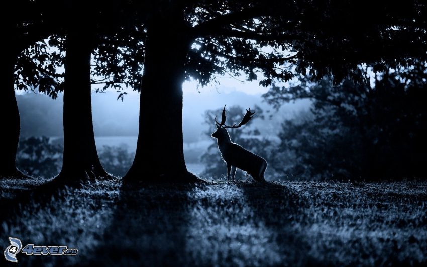 Fallow Deer, silhouettes of the trees, night