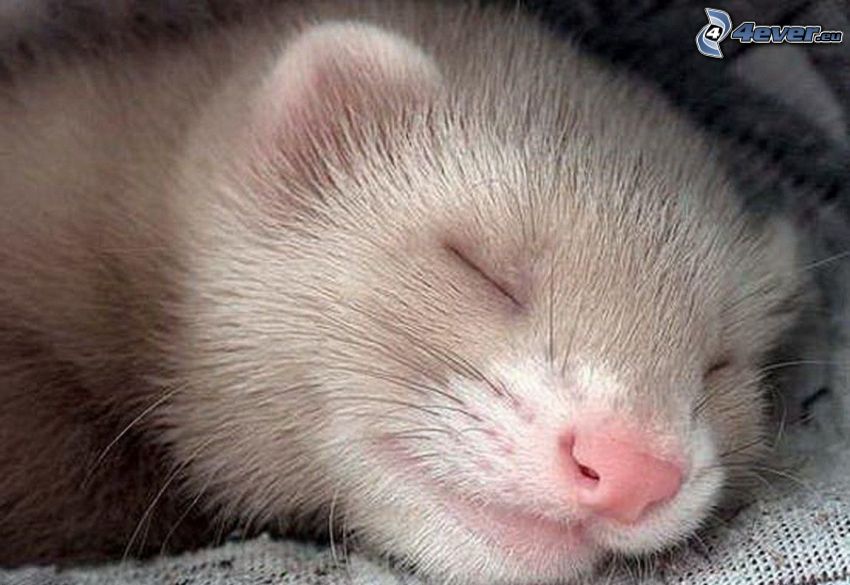 ferret, sleep