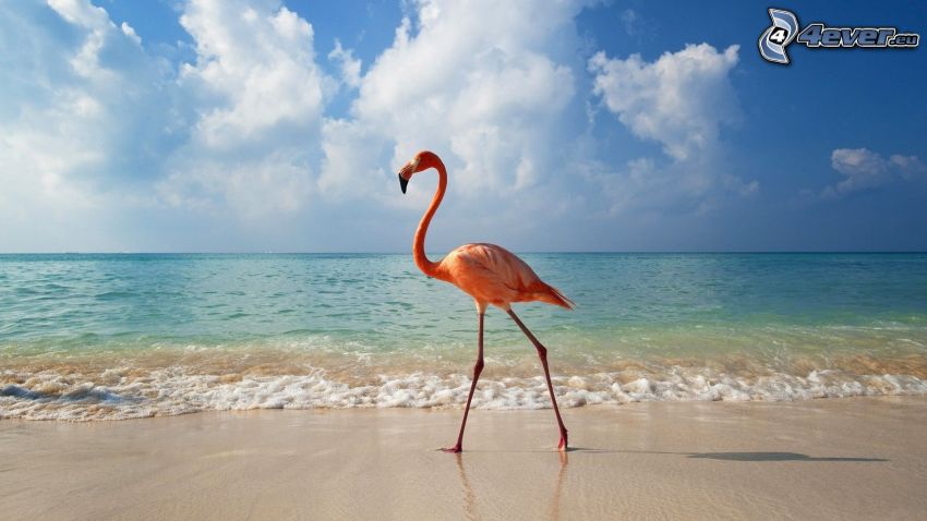 flamingo, sea