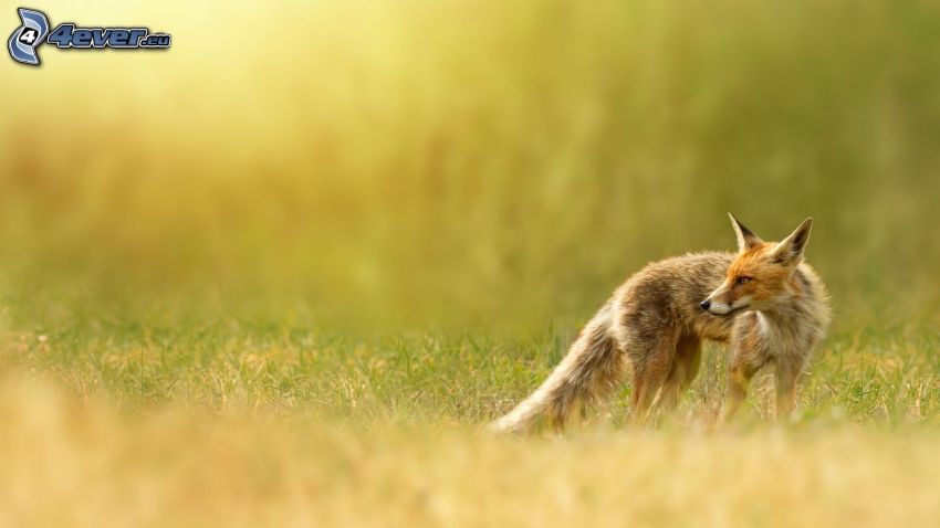 fox, meadow