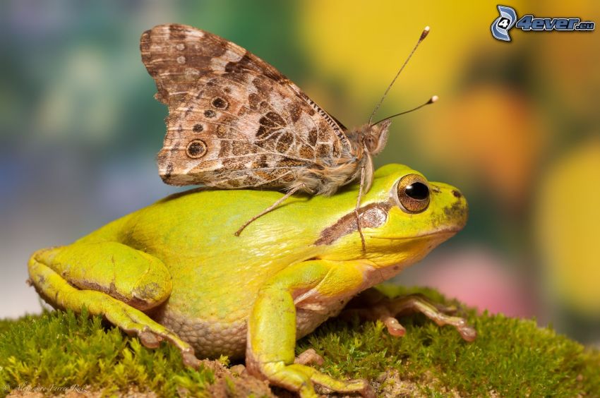 frog, butterfly