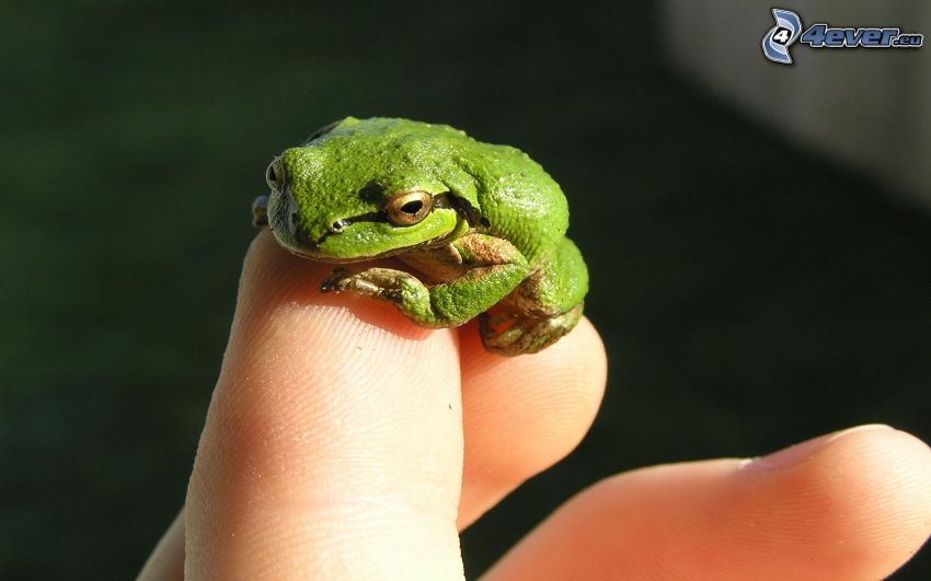 frog, fingers
