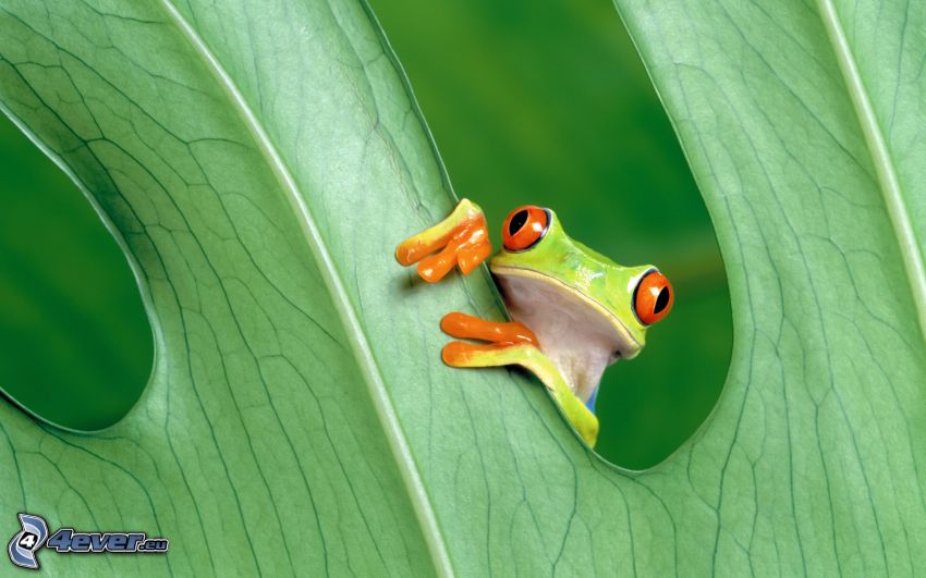 frog, leaf