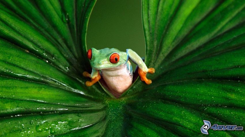frog, leaf