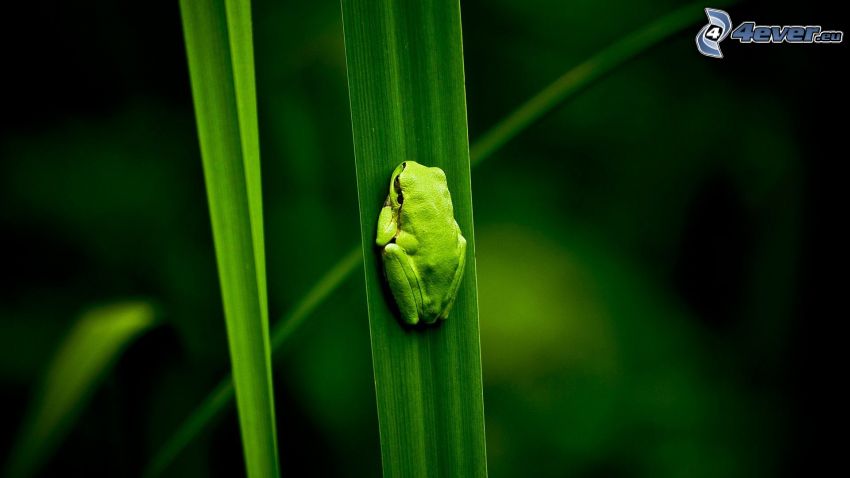 frog, leaves, green