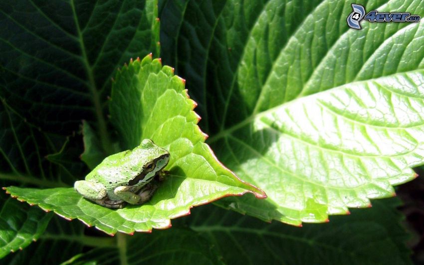 frog, leaves