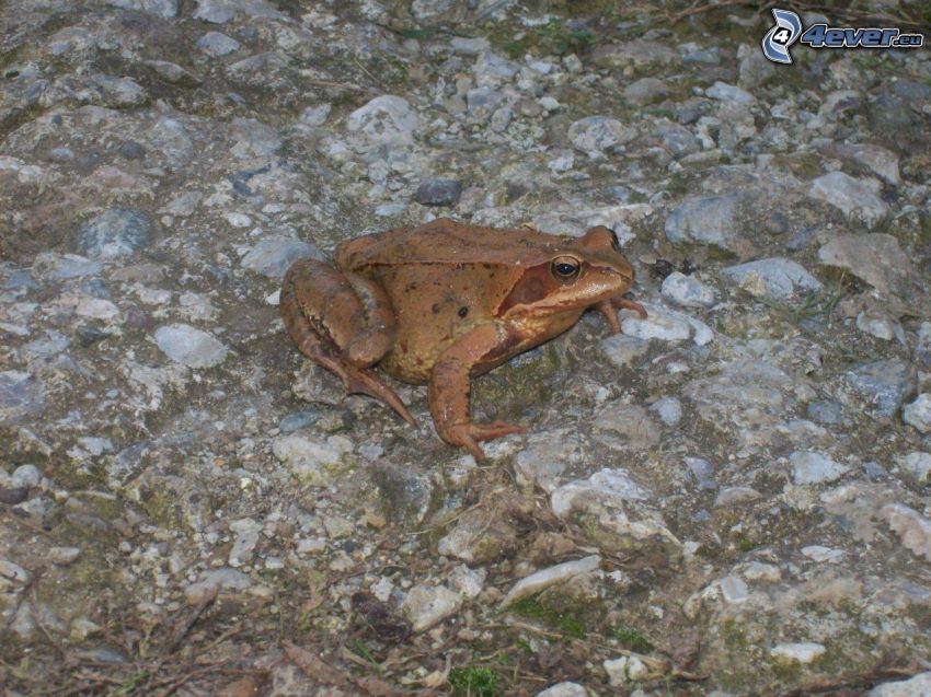 frog, stone